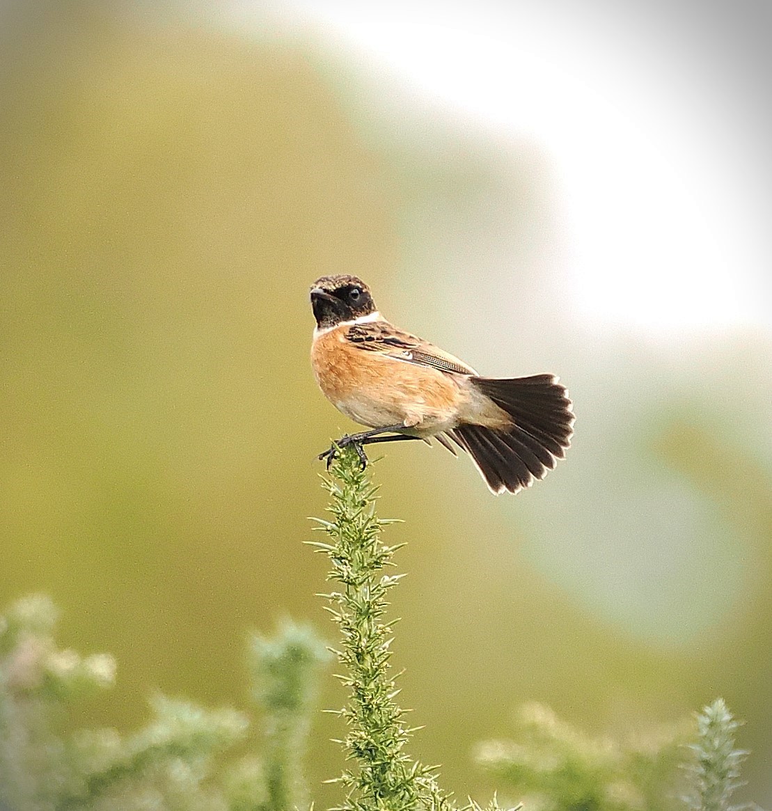 European Stonechat - ML644454987