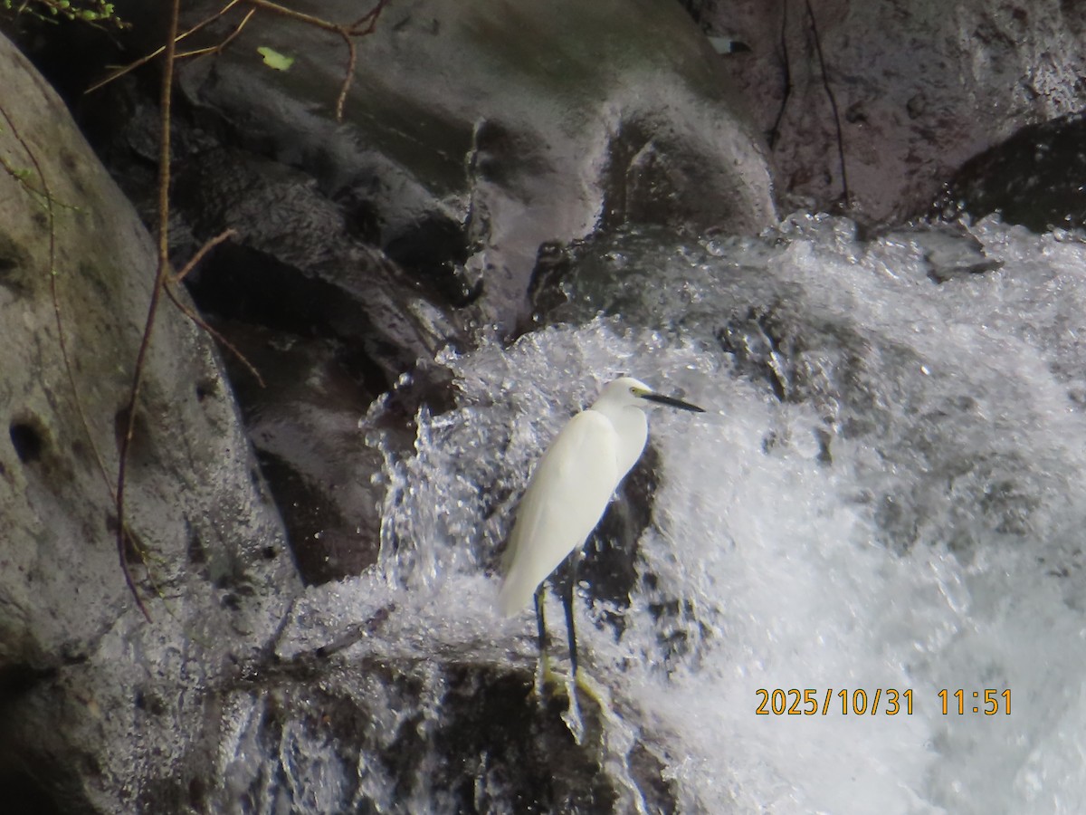 Little Egret - ML644455002