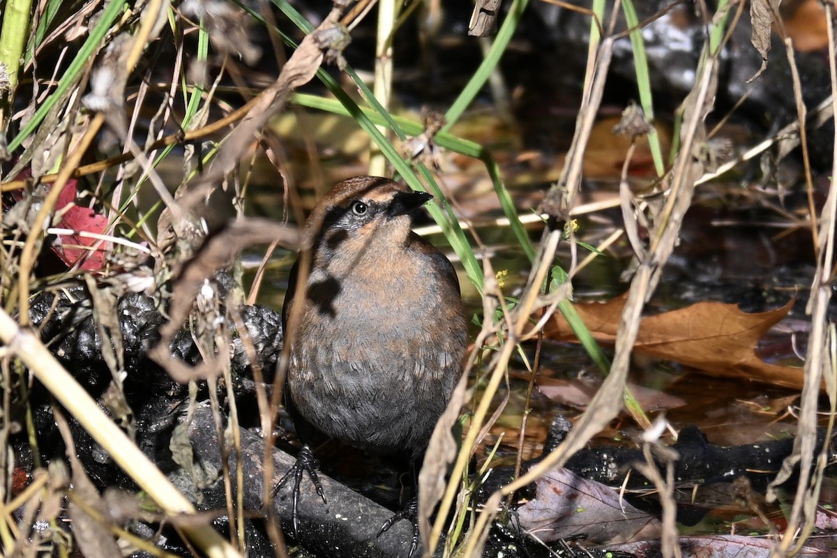 Rusty Blackbird - ML644455007