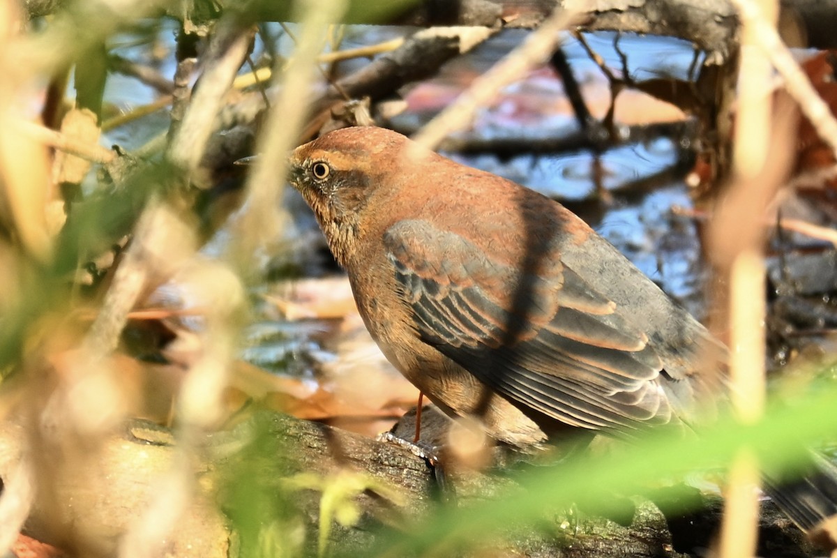 Rusty Blackbird - ML644455008