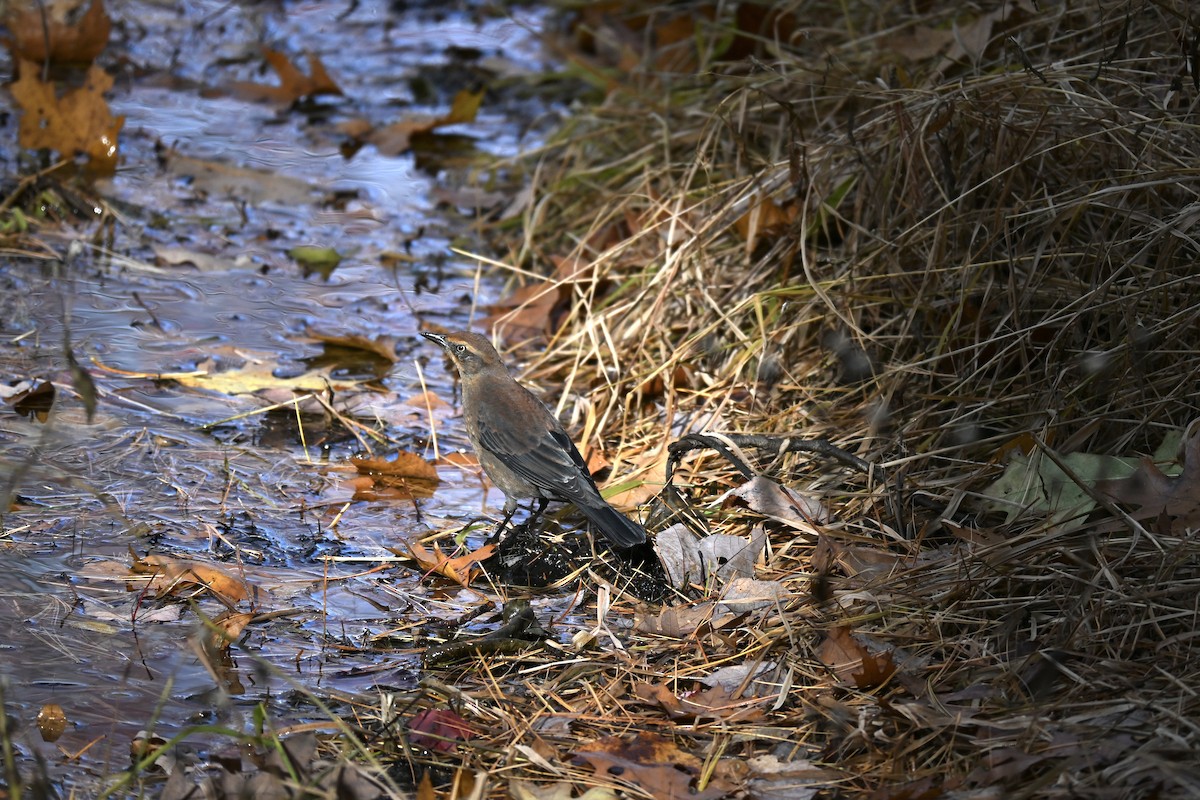 Rusty Blackbird - ML644455009