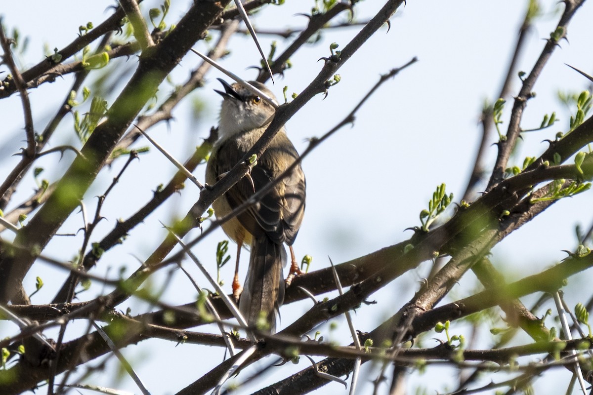 Black-chested Prinia - ML644455011