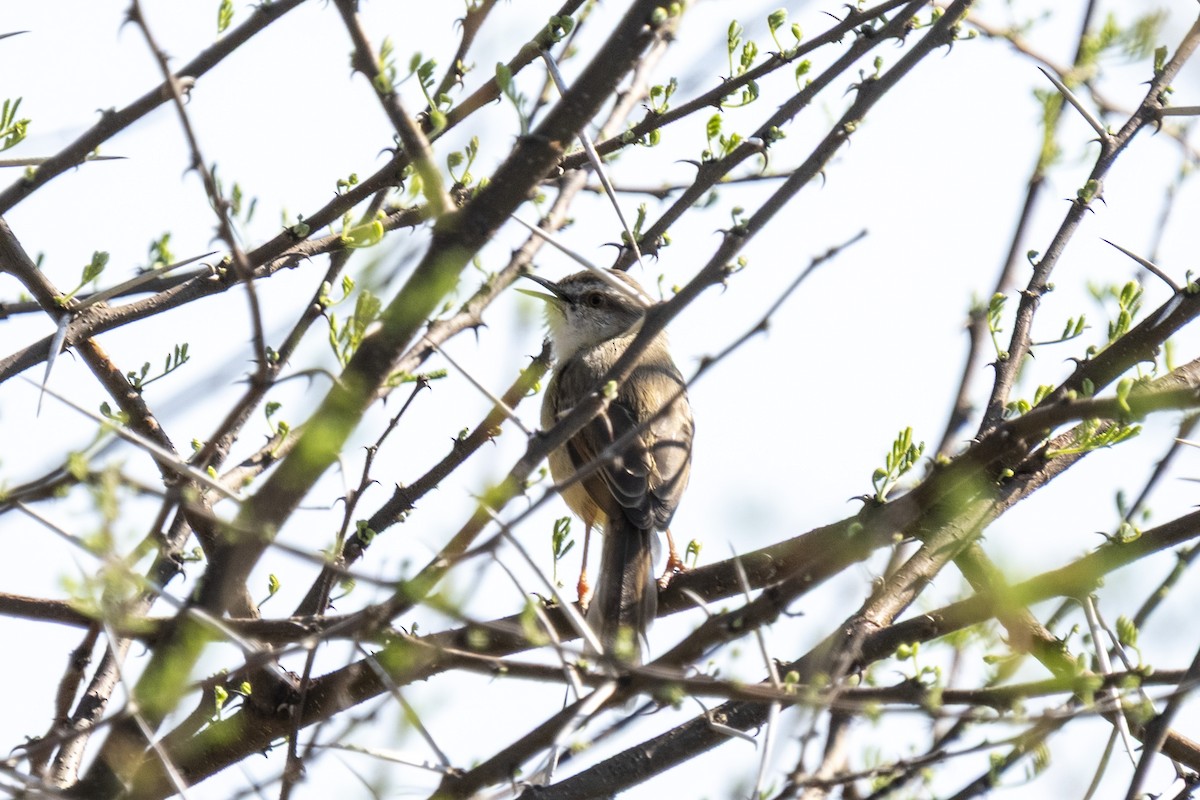 Black-chested Prinia - ML644455012