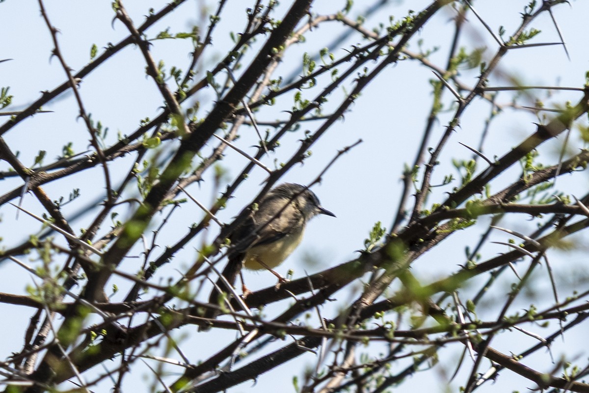 Black-chested Prinia - ML644455013