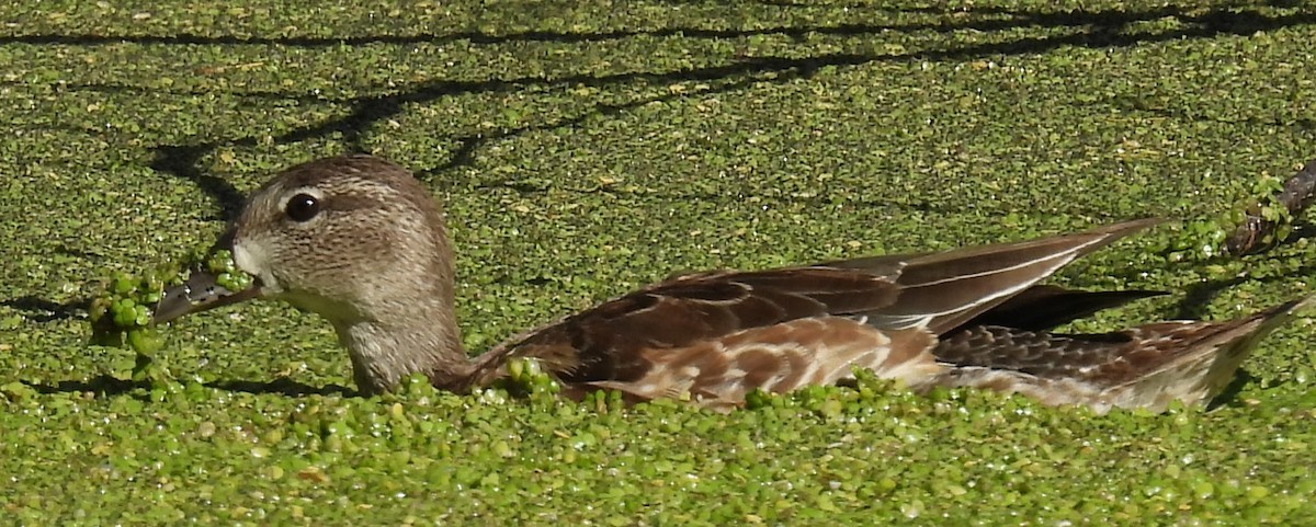 שרשיר כחול-כנף - ML644455014