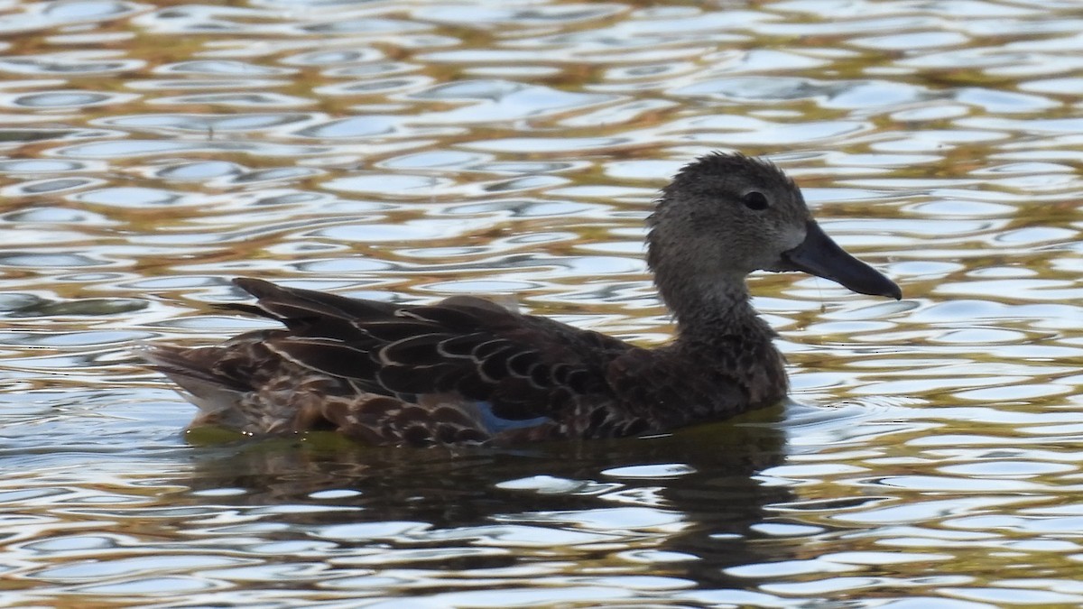 שרשיר כחול-כנף - ML644455015