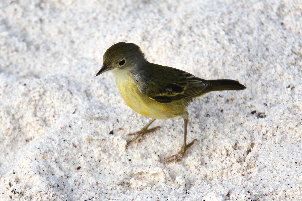 Galapagos Flycatcher - ML644455021