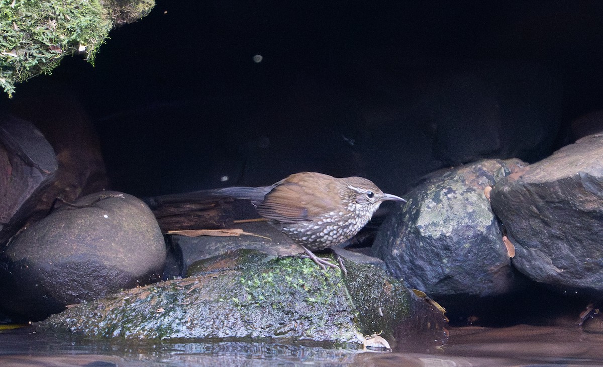 Sharp-tailed Streamcreeper - ML644455022