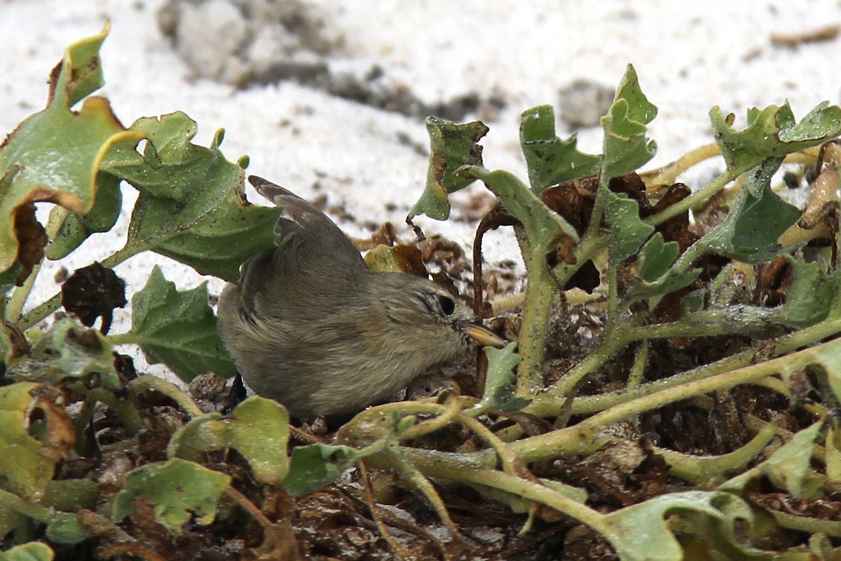 Gray Warbler-Finch - ML644455023