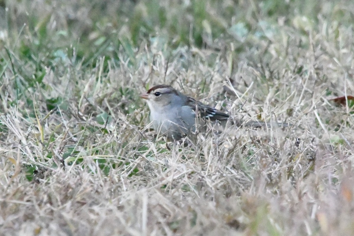 White-crowned Sparrow - ML644455026