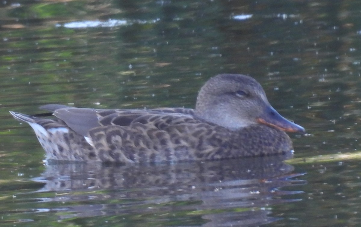 Нерозень - ML644455027