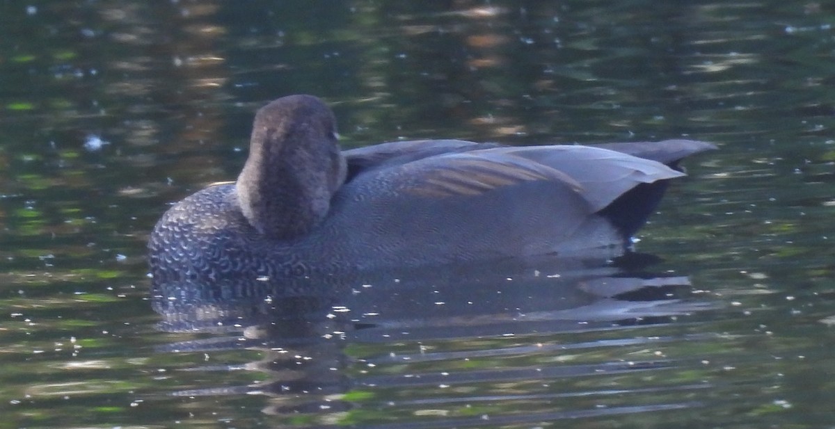 Нерозень - ML644455028