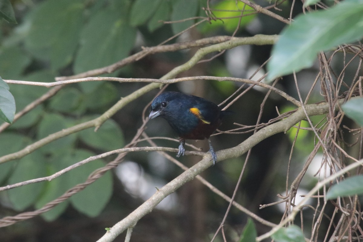 Chestnut-bellied Euphonia - ML644455030