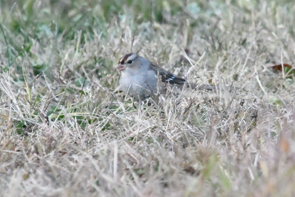 White-crowned Sparrow - ML644455031