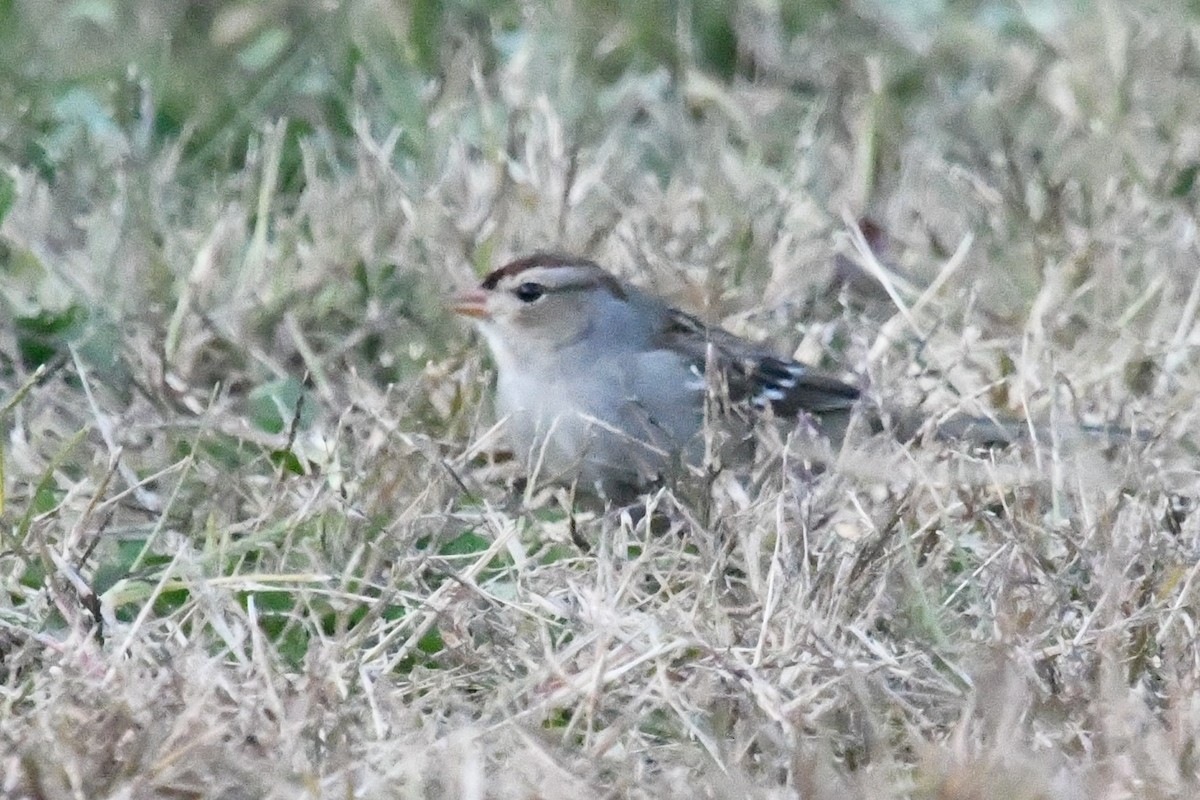 White-crowned Sparrow - ML644455032