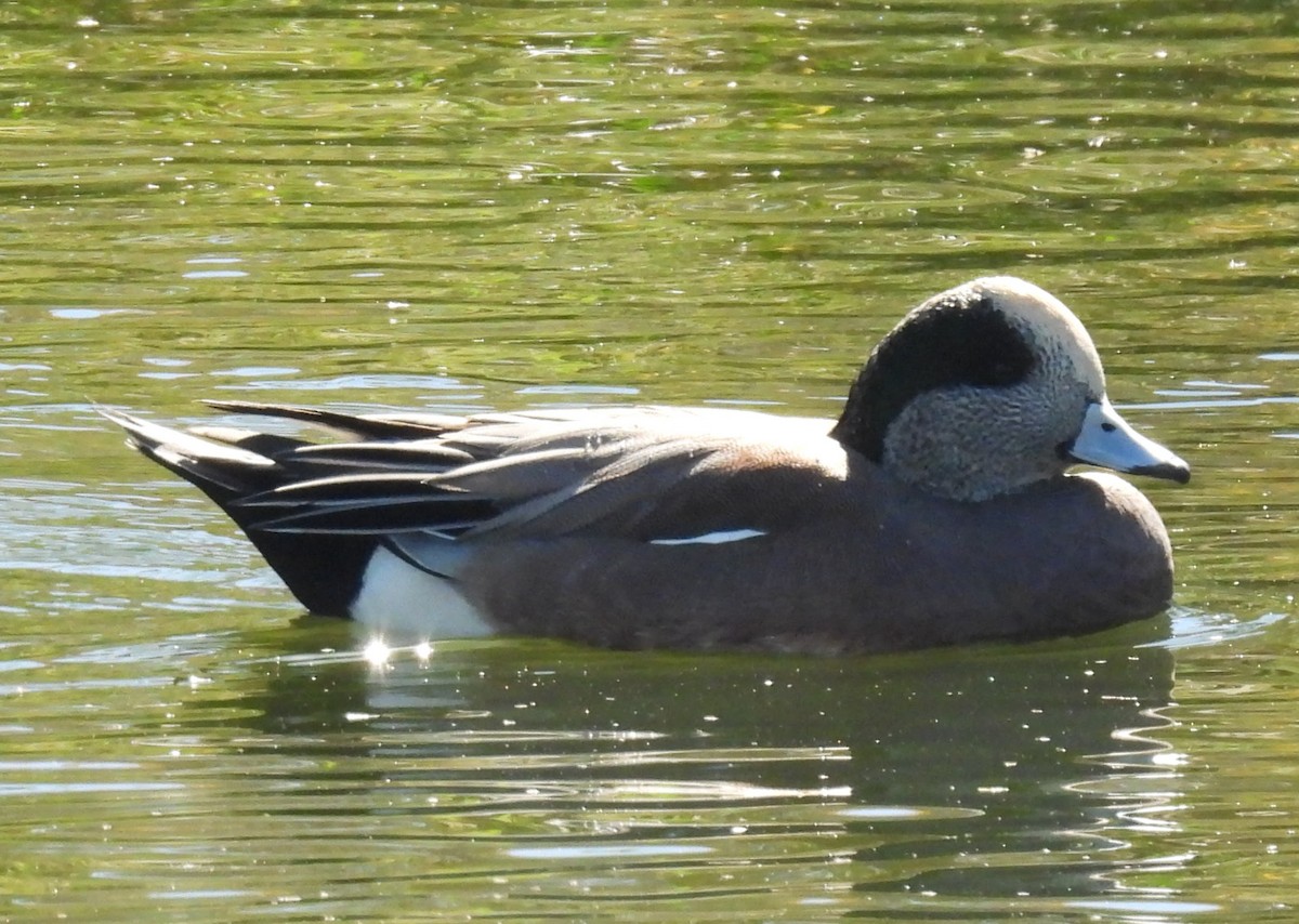 American Wigeon - ML644455034