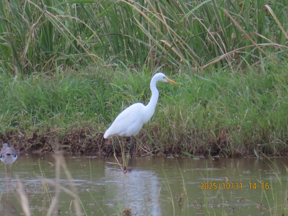 Medium Egret - ML644455036