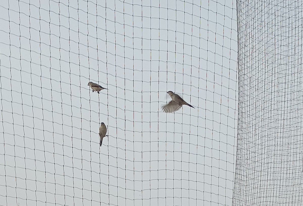 Indian Silverbill - ML644455051