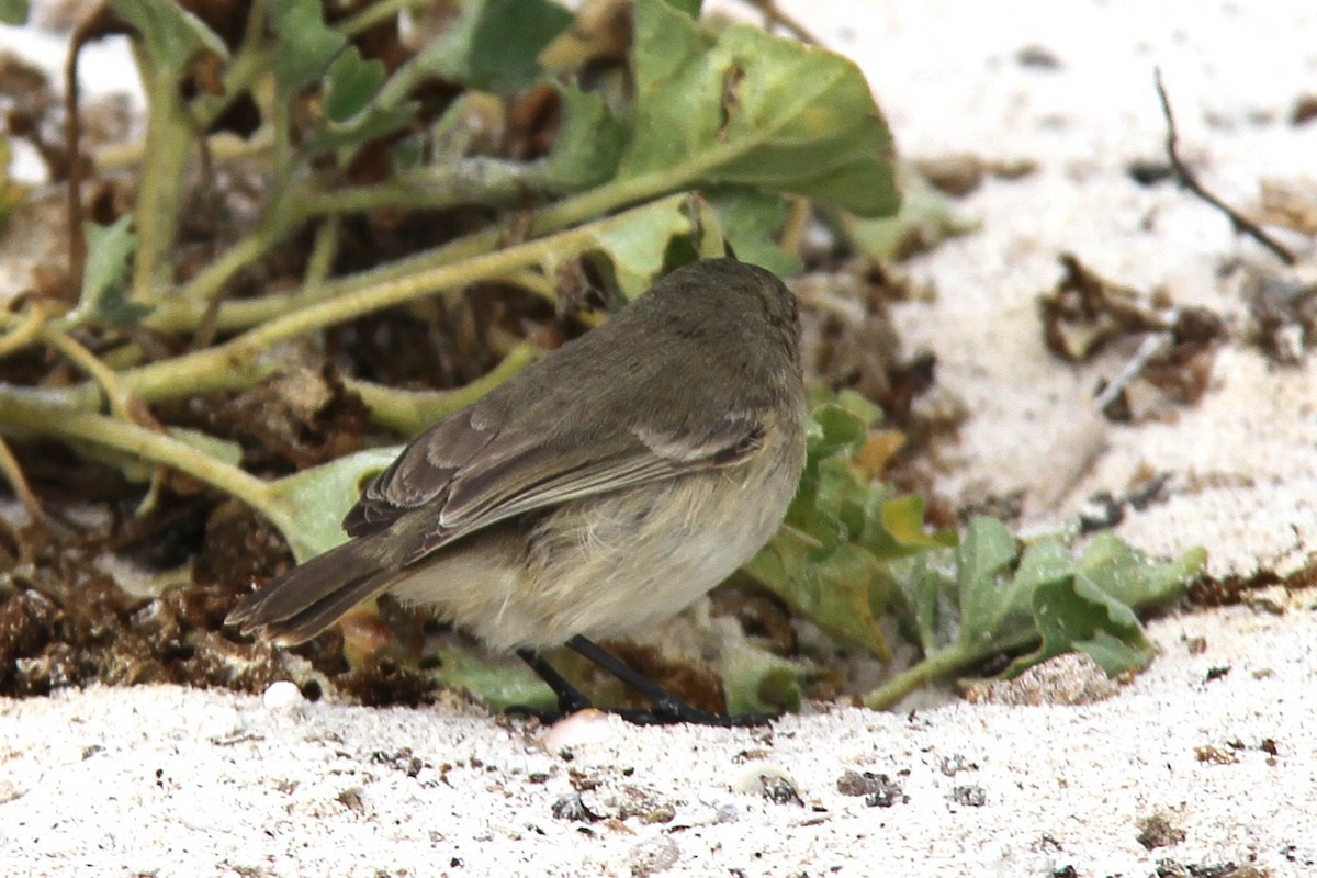 Gray Warbler-Finch - ML644455062