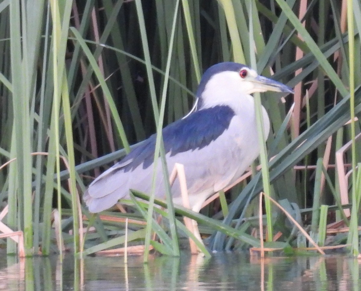 Black-crowned Night Heron - ML644455090