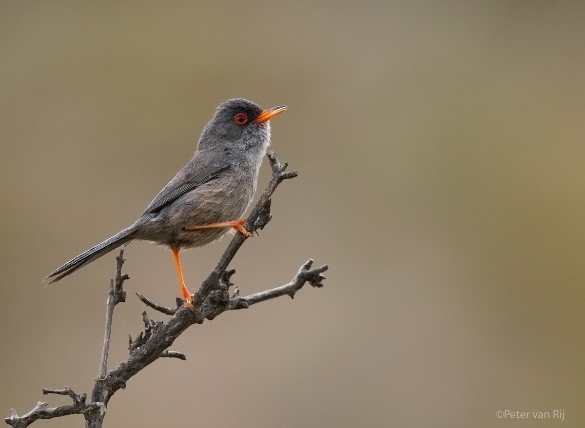 Balearic Warbler - ML644455093