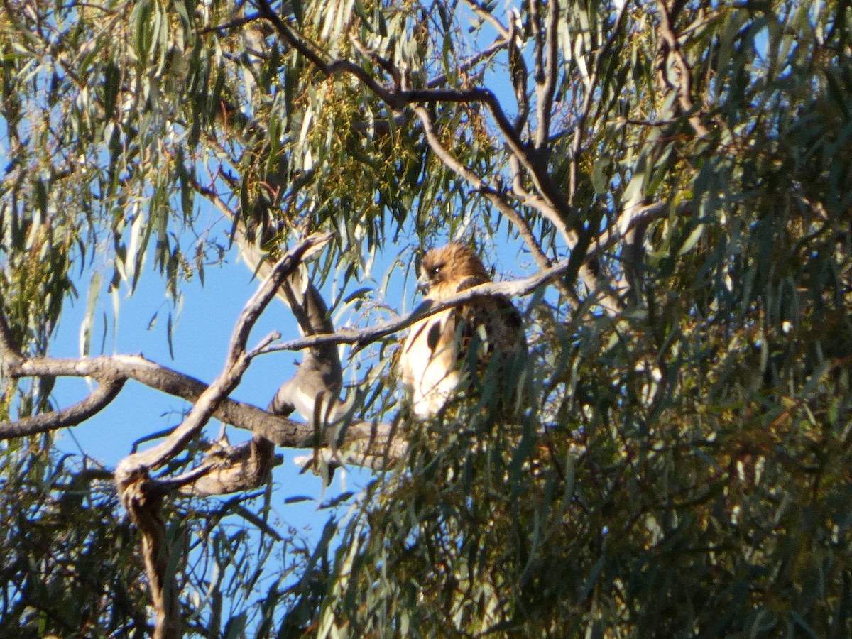 Орел-карлик австралійський - ML644455096