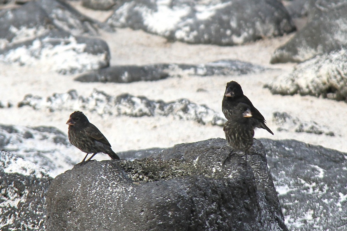 Española Ground-Finch - ML644455104