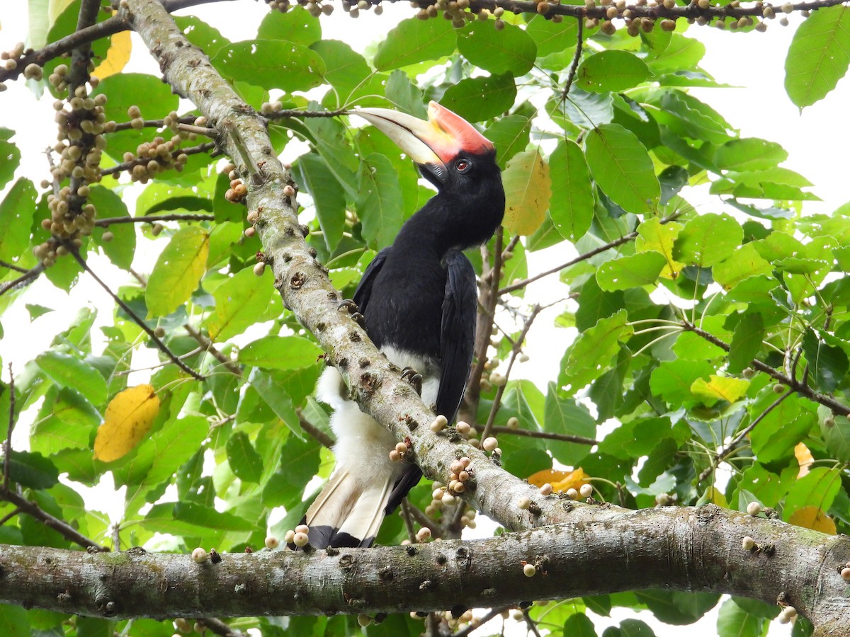 Rhinoceros Hornbill - ML644455105