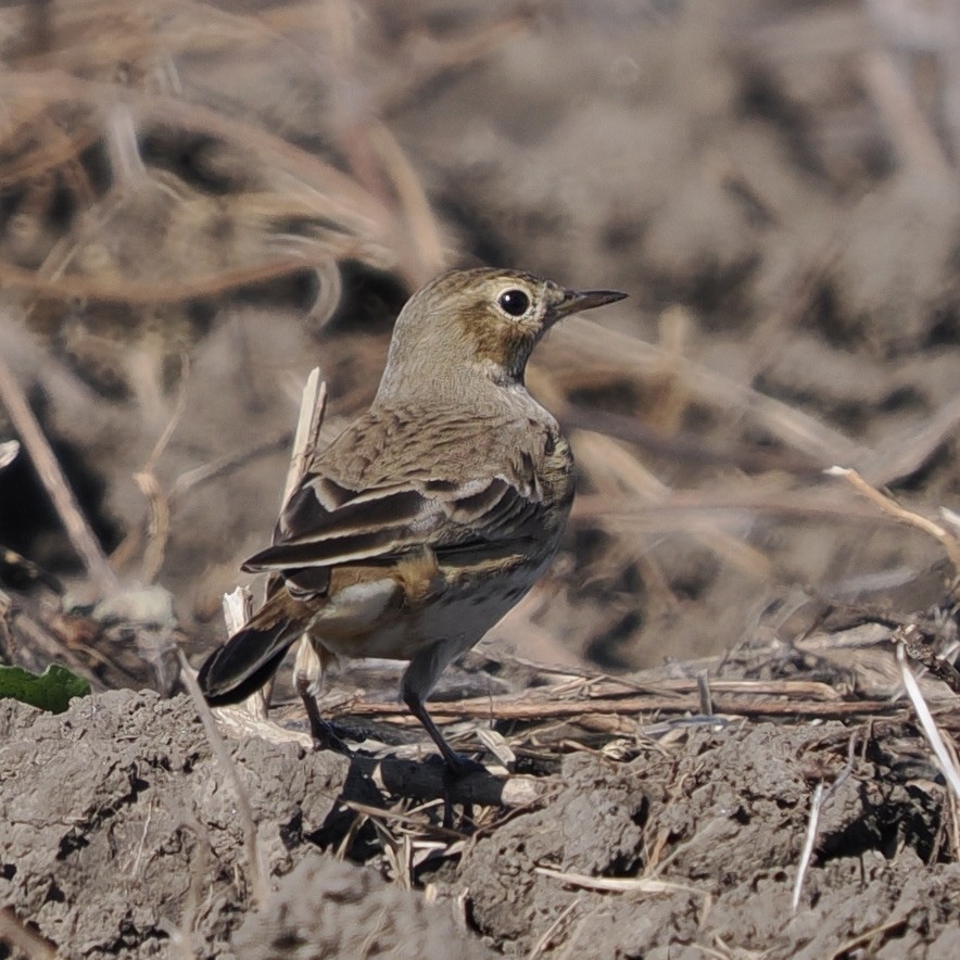 Amerikapieper - ML644455116