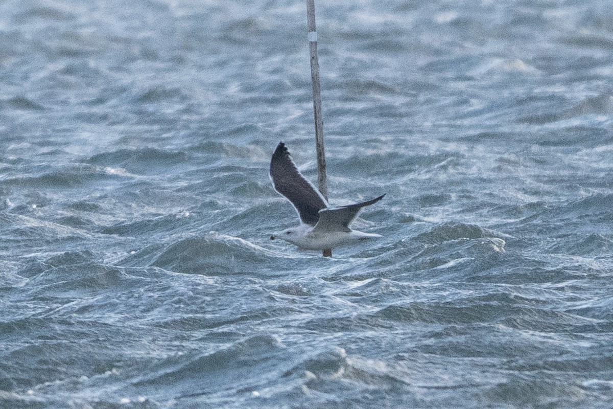 Mugnaiaccio - ML644455117