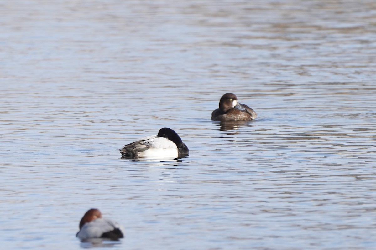 Greater Scaup - ML644455118