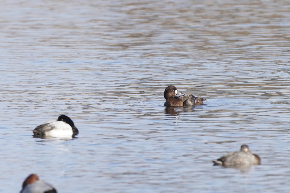 Greater Scaup - ML644455119