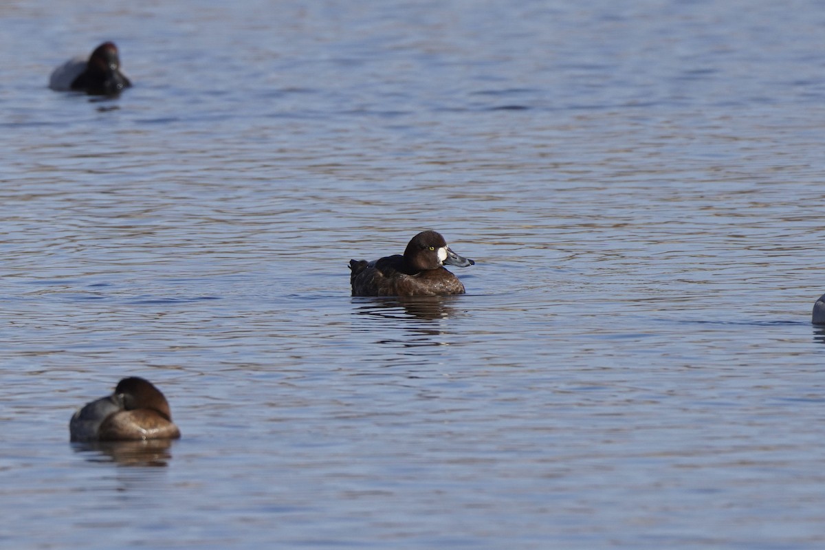 Greater Scaup - ML644455120