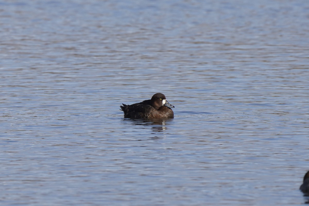 Greater Scaup - ML644455121