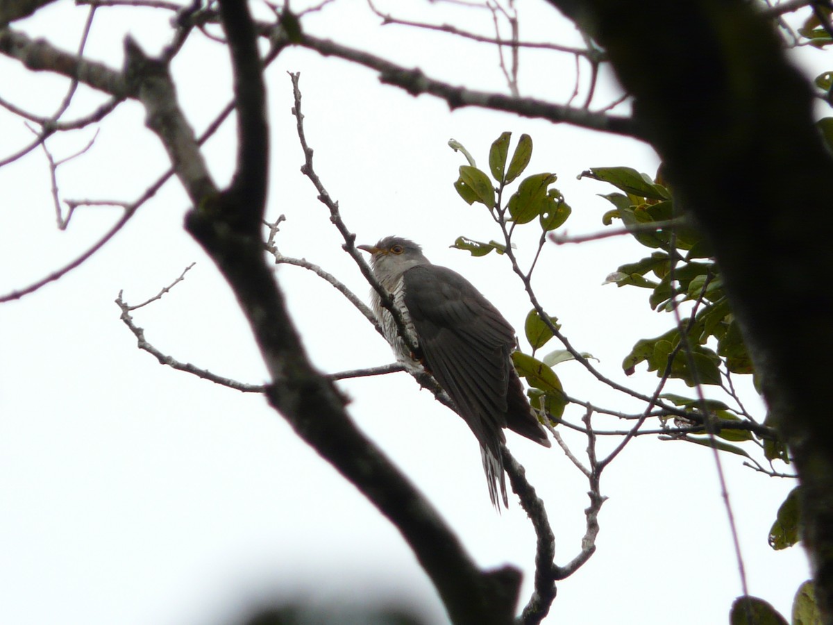 Coucou de Madagascar - ML644455129