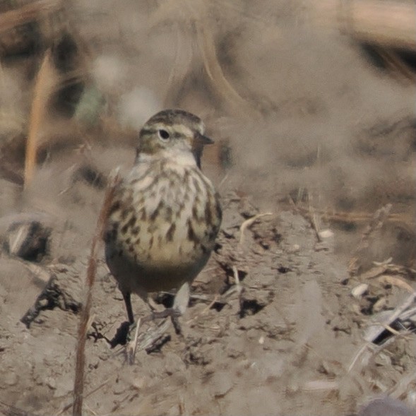 Amerikapieper - ML644455132