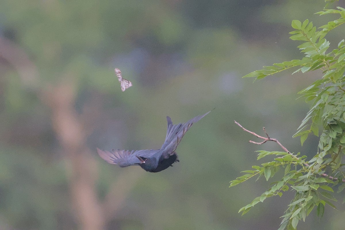 Black Drongo - ML644455135