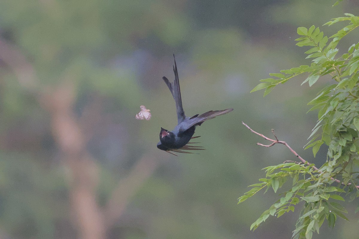 Black Drongo - ML644455138