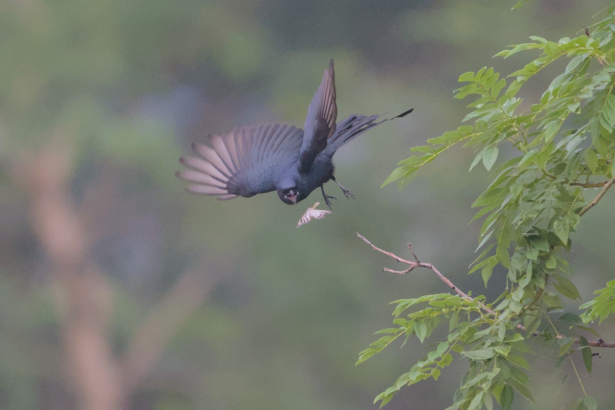 Black Drongo - ML644455139