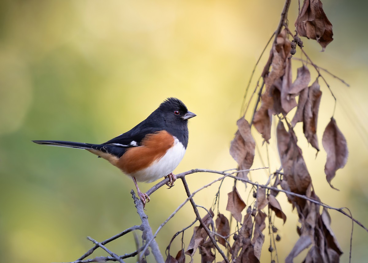 Eastern Towhee - ML644455140