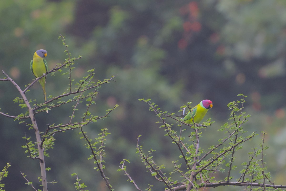 コセイインコ - ML644455141