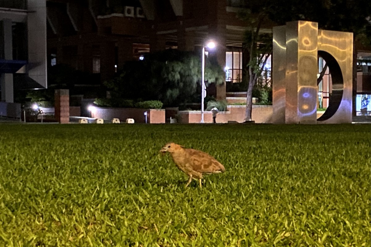 Malayan Night Heron - ML644455146