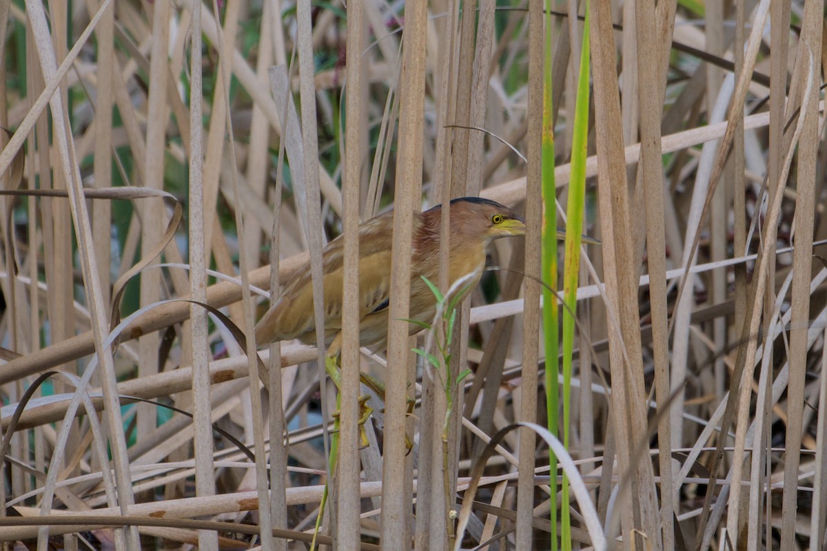 Blongios de Chine - ML644455149