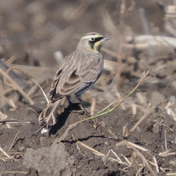 Ohrenlerche - ML644455150