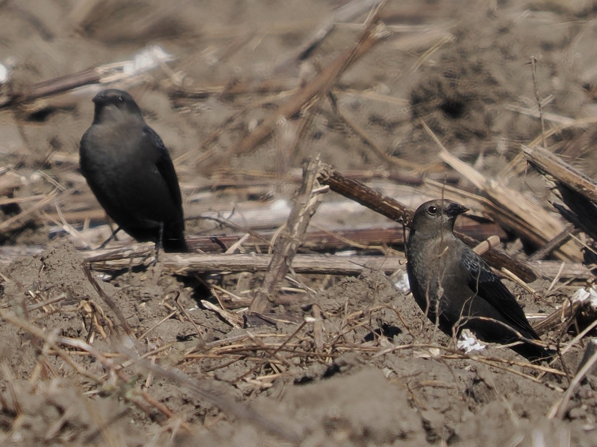 Purpurstärling - ML644455177