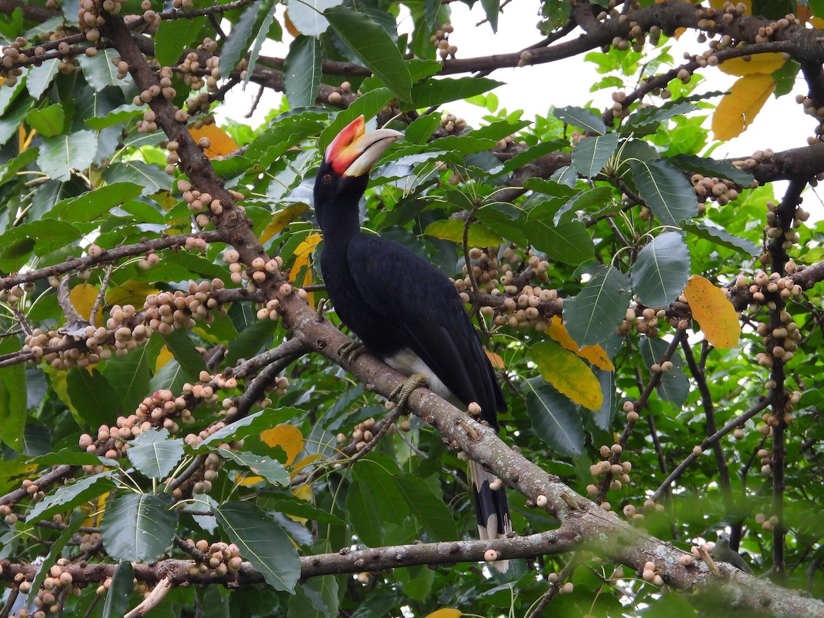 Rhinoceros Hornbill - ML644455186