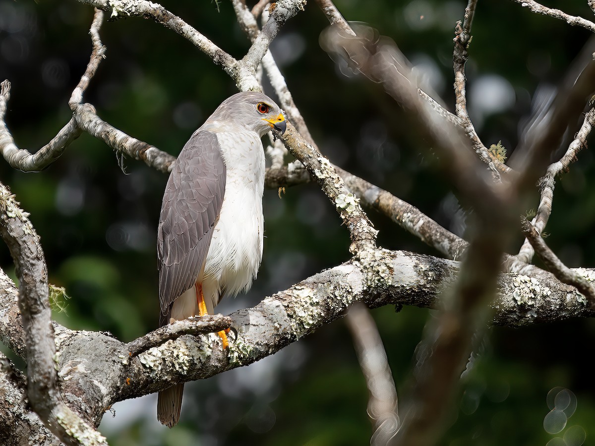 askehauk - ML644455193