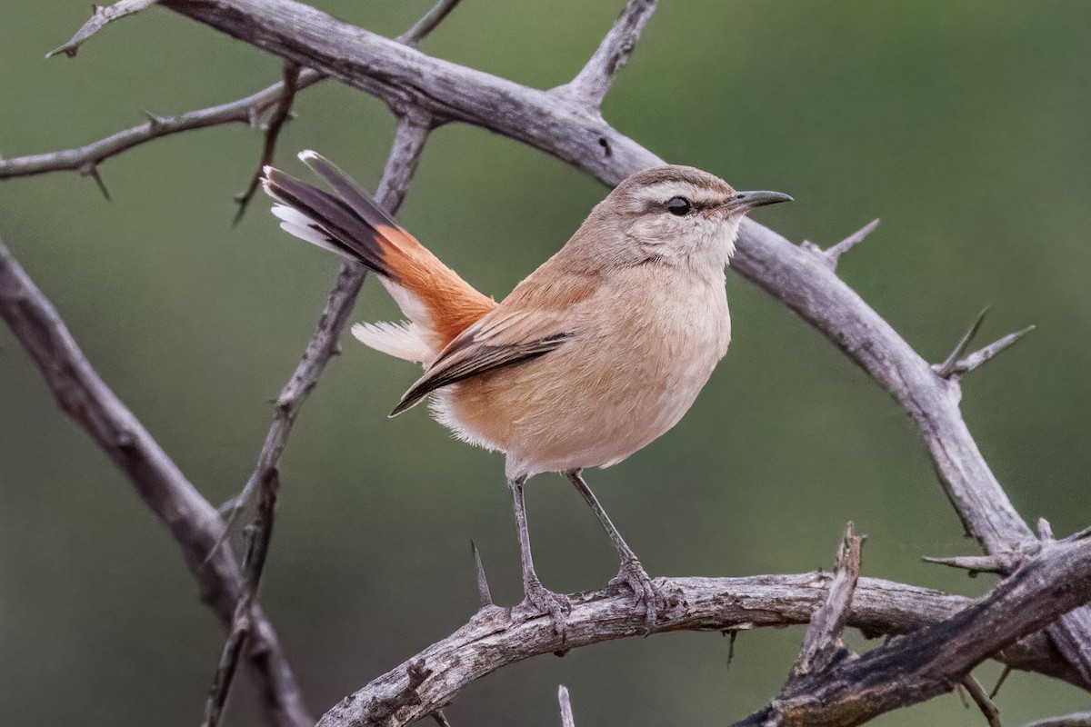 kalaharikrattskvett - ML644455195