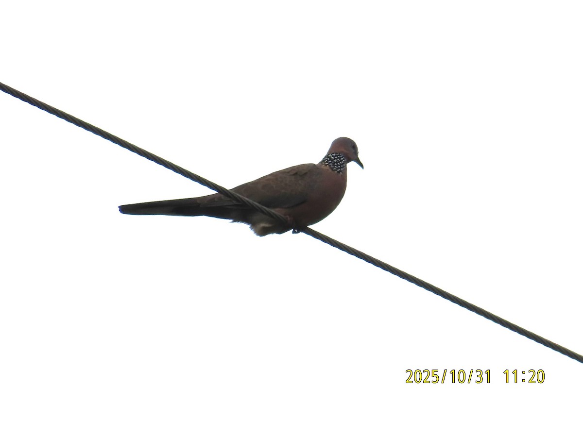Spotted Dove - ML644455205