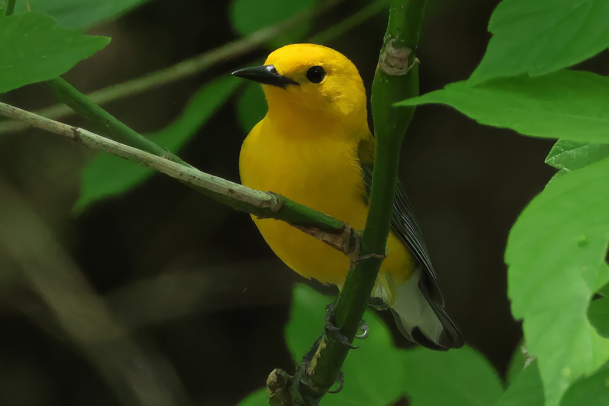 plommeparula - ML644455206